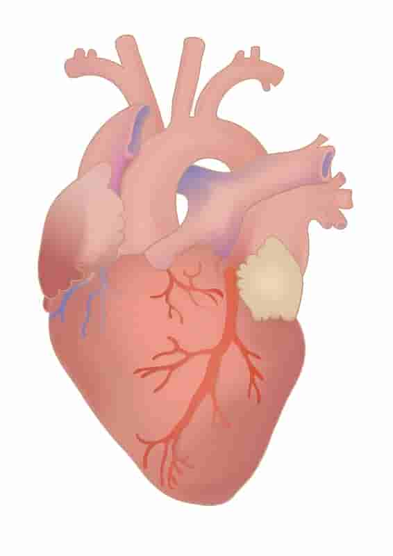 Study That Said COVID-19 Vaccine Causes Heart Inflammation Is Now Taken Down