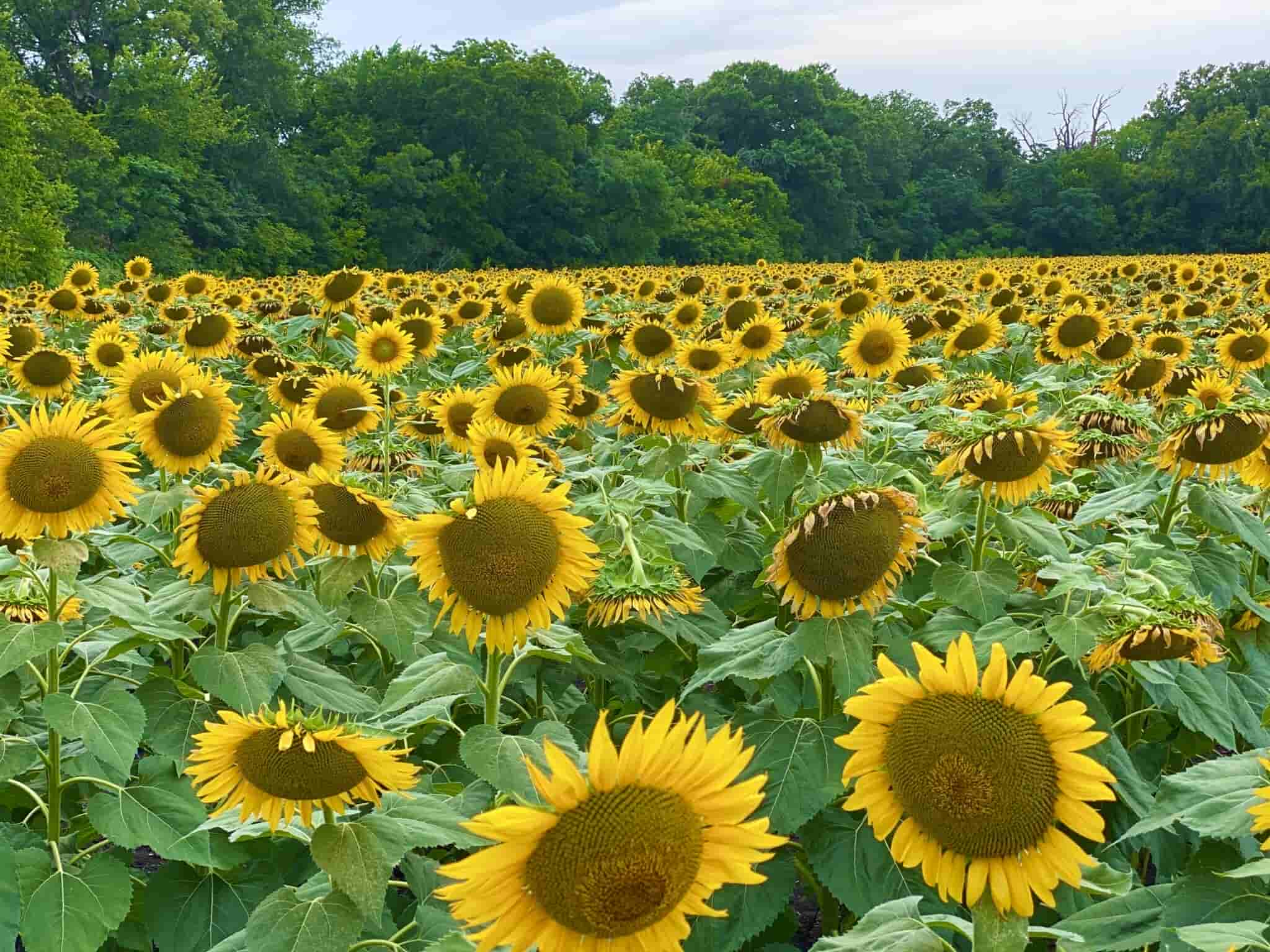 Top 10 Texas Sunflower Fields And Farms in Texas, Including P-6 Farms ...