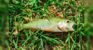 East Texas Town Residents Witness 'Fish Rain' After A Storm On Wednesday