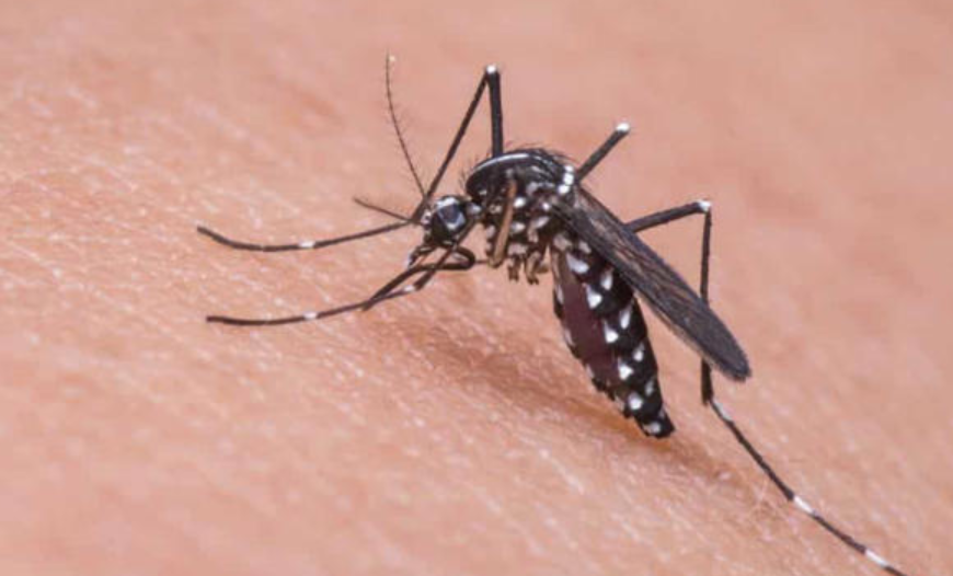 Dengue: Peru Announces State of Health Emergency