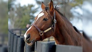 Plum Pretty Horse Cause Of Death