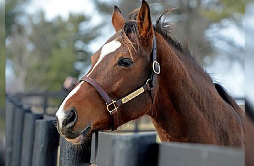 Plum Pretty Horse Cause Of Death